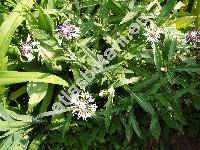 Centaurea montana 'Alba' (Cyanus montanus (L.) Hill)