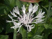 Centaurea montana 'Alba' (Cyanus montanus (L.) Hill)