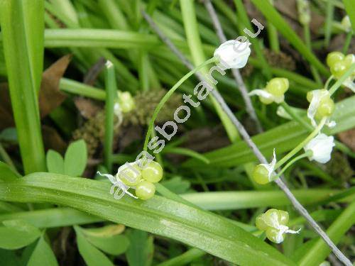 Allium paradoxum (Bieb.) Don (Scilla paradoxa Bieb., Allium opizii Wolfner)