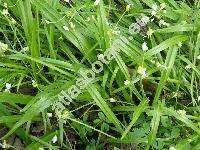 Allium paradoxum (Bieb.) Don (Scilla paradoxa Bieb., Allium opizii Wolfner)