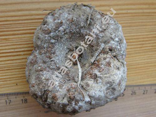 Amorphophallus rivieri Dum. (Arum)