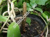 Amorphophallus rivieri Dum. (Arum)