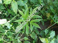 Amorphophallus rivieri Dum. (Arum)