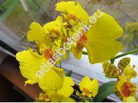 Oncidium 'Lady Orchid'