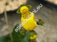 Calceolaria biflora Lam.