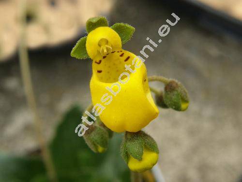 Calceolaria biflora Lam.