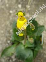 Calceolaria biflora Lam.