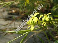 Sinapis arvensis L. (Brassica arvensis (L.) Rab., Raphanus arvensis (L.) Crantz)