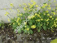 Sinapis arvensis L. (Brassica arvensis (L.) Rab., Raphanus arvensis (L.) Crantz)