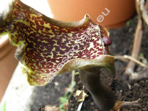 Sauromatum venosum (Dryand. ex Ait.) Kunth (Arum venosum Dryand. ex Ait., Typhonium venosum (Ait.) Hett. et Boice, Arum cornutum, Arisaema venosum (Dryand. ex Ait.) Blume)