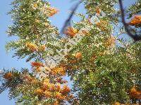 Grevillea robusta Cunn.