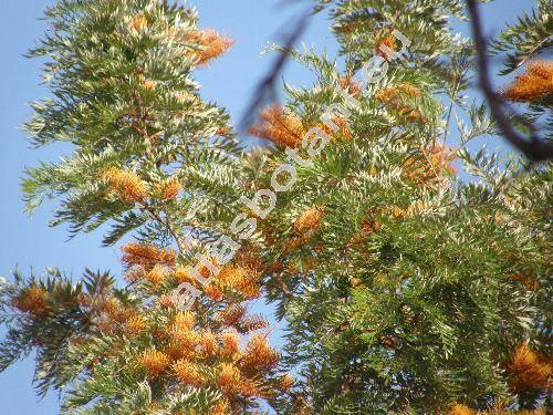 Grevillea robusta Cunn.