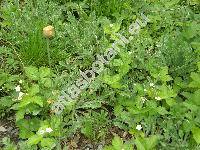 Papaver rupifragum var. atlanticum (Papaver atlanticum)