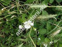 Rubus caesius L.