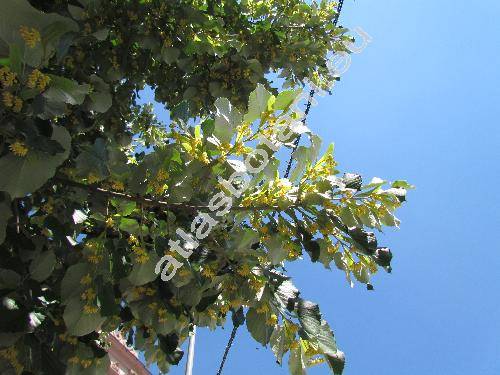 Tilia tomentosa Moench (Tilia argentea DC.)