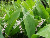 Convallaria majalis 'Rosea'