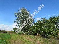 Populus alba L. (Populus bolleana Lauche, Populus nivea Villd., Populus major Mill., Populus pseudonivea Grossh.)