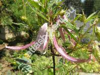 Campanula 'Pink'