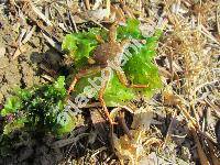 Ulva lactuca L. (Lactuca, Ulva lattissima L.)