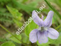 Viola reichenbachiana Bor. (Viola sylvatica (Hartm.) Fries, Viola sylvestris Lam.)