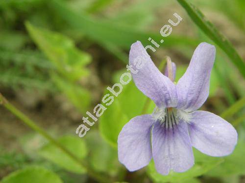 Viola reichenbachiana Bor. (Viola sylvatica (Hartm.) Fries, Viola sylvestris Lam.)