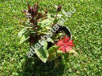 Lychnis x arkwrightii