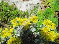 Sedum spathulifolium 'Cape Blanco'