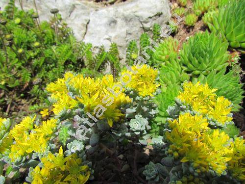 Sedum spathulifolium 'Cape Blanco'