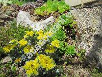 Sedum spathulifolium 'Cape Blanco'