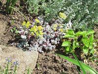 Sedum spathulifolium 'Cape Blanco'