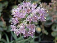 Allium unifolium (Allium unifolium Kell.)