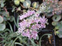 Allium unifolium (Allium unifolium Kell.)