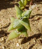 Crassula perforata Thunb.