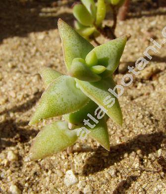 Crassula perforata Thunb.