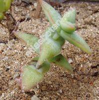 Crassula perforata Thunb.