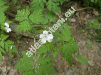 Geranium robertianum 'Album' (Geranium inodorum Don)