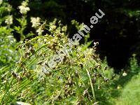 Scirpus sylvaticus L.