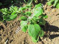 Withania somnifera (L.) Dun. (Physalis somnifera L., Withania microphysalis Suess.)