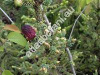 Picea mariana 'Doumetii'