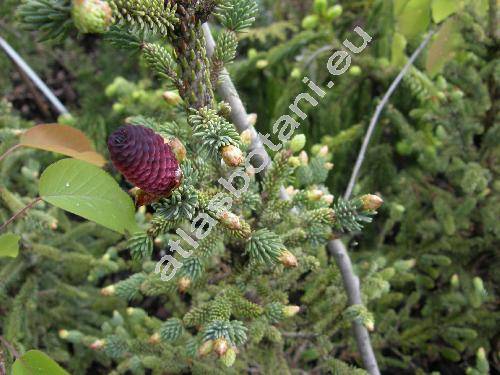 Picea mariana 'Doumetii'