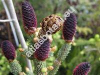 Picea mariana 'Doumetii'