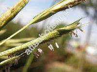 Spartina pectinata Bosc ex Link