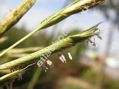 Spartina pectinata Bosc ex Link