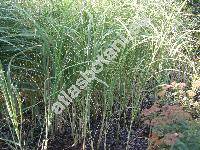 Spartina pectinata Bosc ex Link