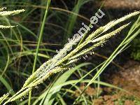 Spartina pectinata Bosc ex Link