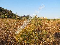 Hypericum triquetrifolium Turra