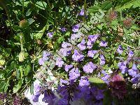 Acinos alpinus (L.) Moench (Clinopodium alpium (L.) Mer., Thymus alpinus L., Calamintha alpina (L.) Lam., Satureja alpina)