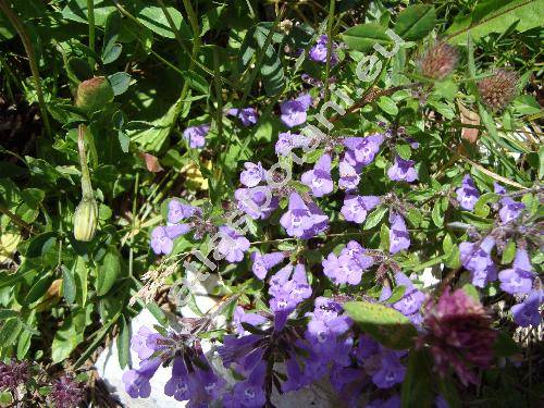 Acinos alpinus (L.) Moench (Clinopodium alpium (L.) Mer., Thymus alpinus L., Calamintha alpina (L.) Lam., Satureja alpina)