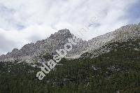 Acinos alpinus (L.) Moench (Clinopodium alpium (L.) Mer., Thymus alpinus L., Calamintha alpina (L.) Lam., Satureja alpina)