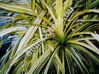 Pandanus veitchii 'Variegated' (Pandanus tectorius Park. ex Du Roi)